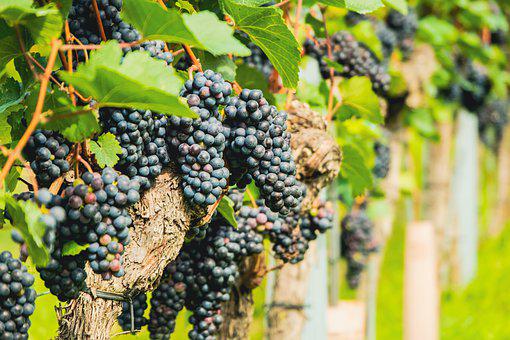 Początki tradycji winiarskiej w Zielonej Gorze